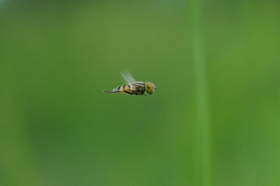 Close-up of insect on leaf