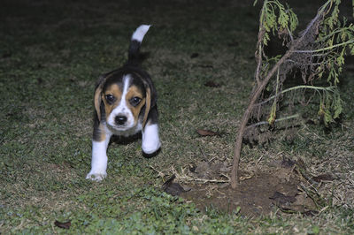pet