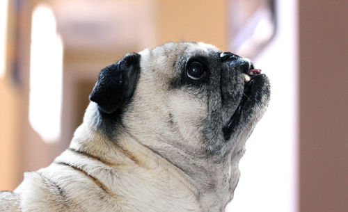 Close-up of a dog looking away