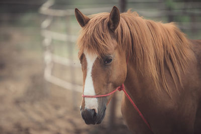 Close-up of a horse in ranch