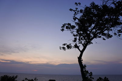 Silhouette tree by sea against sky during sunset