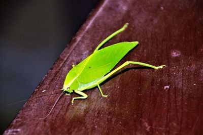 Close-up of insect on leaf