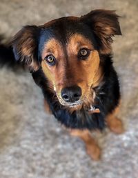 Close-up portrait of dog