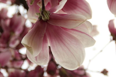 Close-up of pink cherry blossom