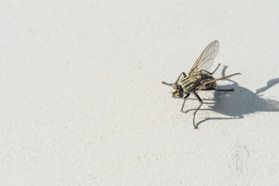 Close-up of fly on sand