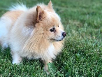 Dog looking away on field