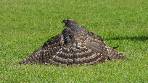 Side view of a bird on field