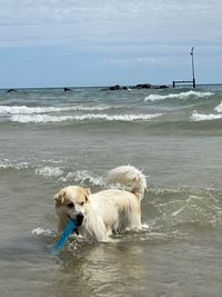 Dog on beach