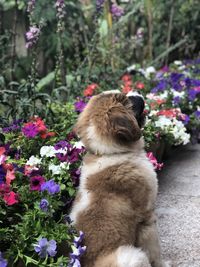 View of a dog looking at flower