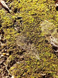 High angle view of moss growing on rock