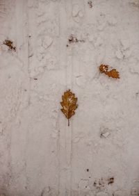 High angle view of dead leaves on snow