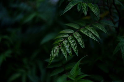 Close-up of leaves on tree