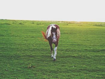 Horse grazing on field