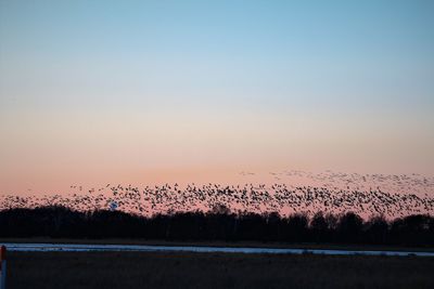 Flock of birds against sky during sunset
