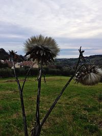 View of tree on field against sky