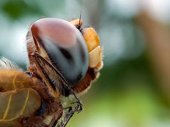 Close-up of butterfly on flower