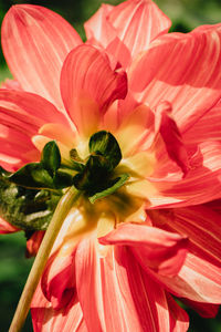 Close-up of red rose flower