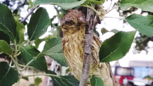 Close-up of bird perching on tree