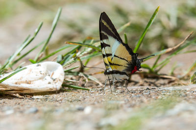 Close-up of butterfly on a land
