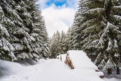 Trees on snow covered landscape