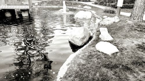 Reflection of trees in puddle