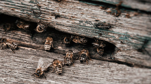 Close-up of bees on wood