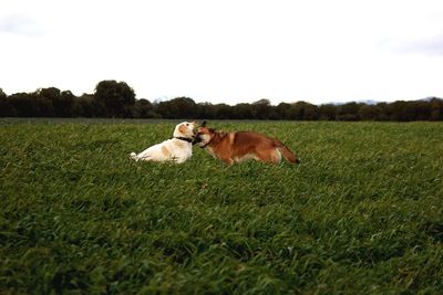 Dogs fighting on field against sky