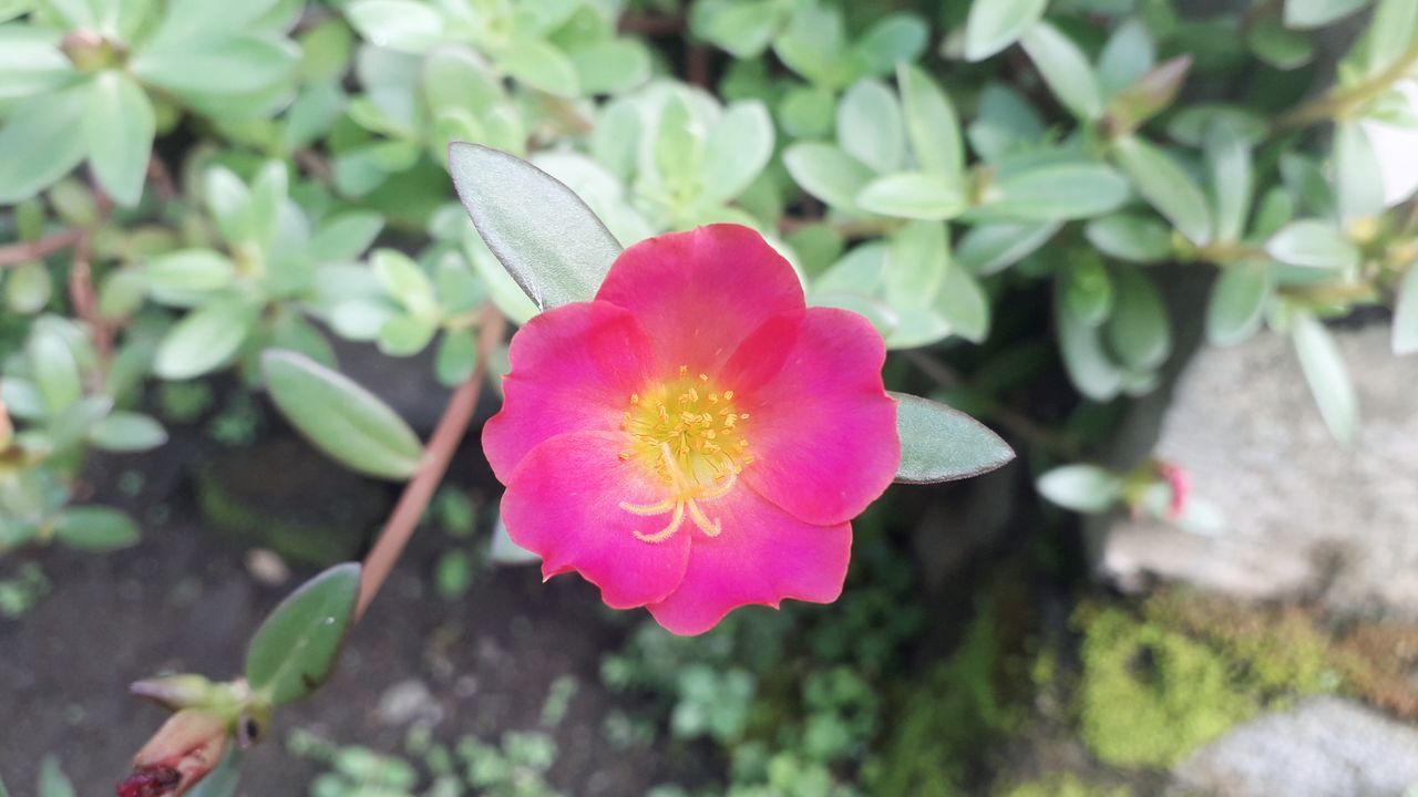 CLOSE-UP OF PINK FLOWER ON PLANT