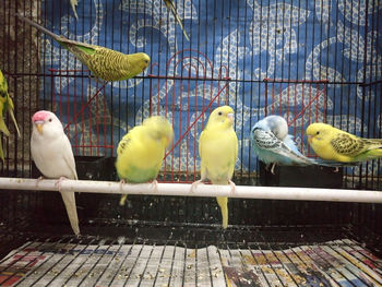 Birds in cage