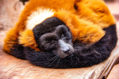 Close-up of an animal sleeping