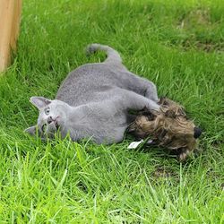 Dog relaxing on grassy field