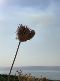 Close-up of wilted plant by sea against sky