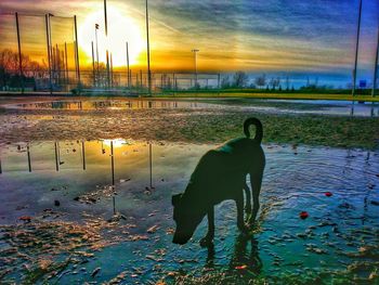 Dog looking at sunset