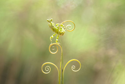 Close-up of spiral plant