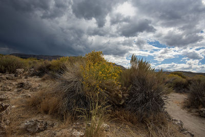 Plants growing on land against sky