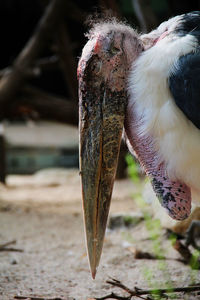 Close-up of eagle