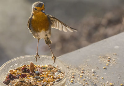 Close-up of bird eating food