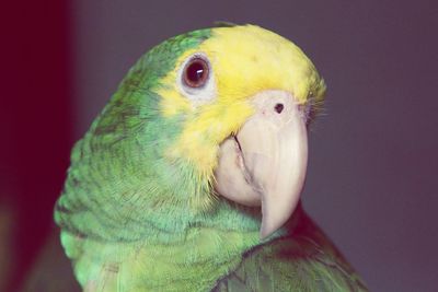 Close-up of parrot indoors