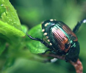 Close-up of japanese beetle on plant