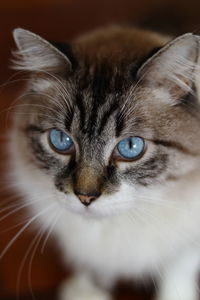 Close-up portrait of cat