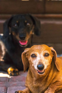 Close-up portrait of a dog