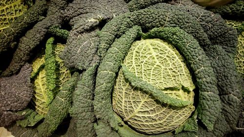 Close-up of green plant