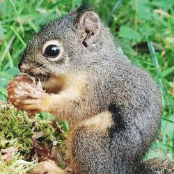 Close-up of squirrel