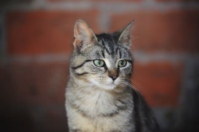 Close-up portrait of tabby cat