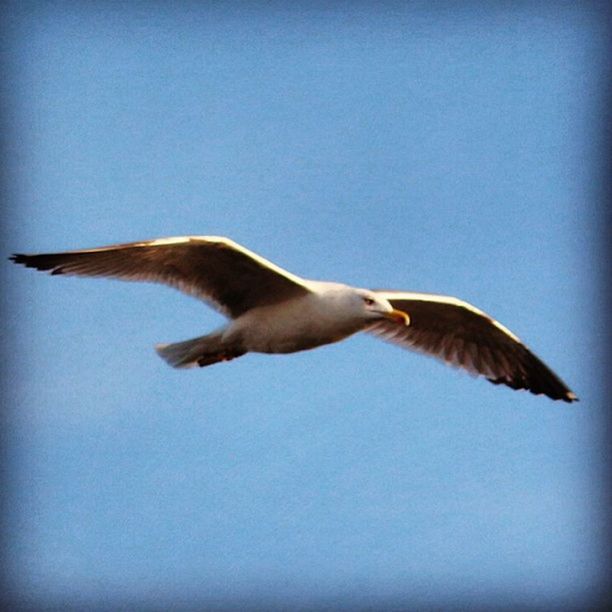 bird, animal themes, animals in the wild, flying, spread wings, one animal, wildlife, clear sky, copy space, seagull, blue, low angle view, mid-air, nature, zoology, full length, animal wing, beauty in nature, day, no people