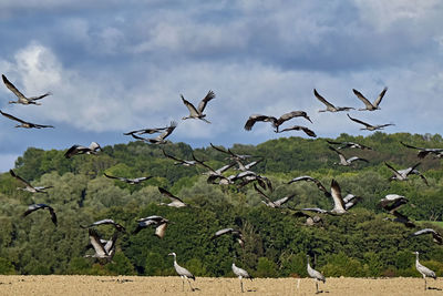 Flock of birds flying in the sky