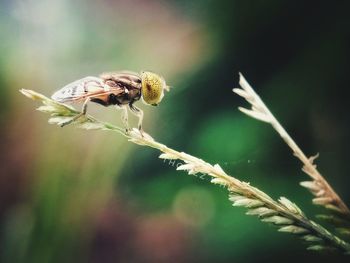 Close-up of insect on plant