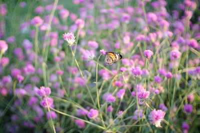 Close-up of bee pollinating on flower