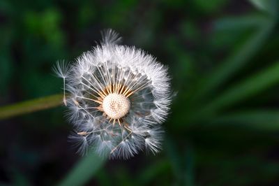 Close-up of dandelion flower