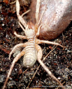 Close-up of insect